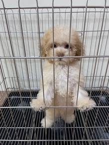 poodle