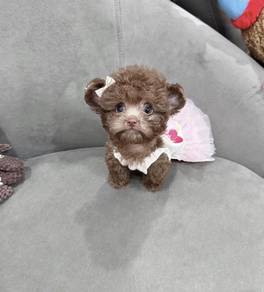 POODLE PUPPIES s133🌻 REHOME Male ~ Female