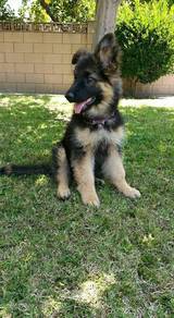 QW2155 German Shepherd puppy #MKA reg