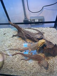 Bearded Dragon For Sale