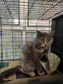 scottish fold female