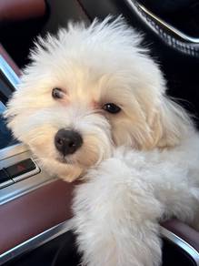 Maltipoo for SALE