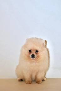 v15 Charming Pomeranian Puppy