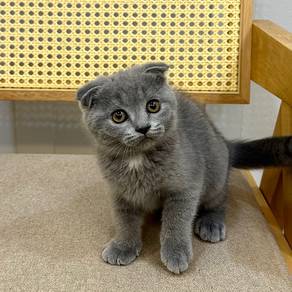 Scottish fold kitten