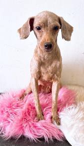 Toy Poodle