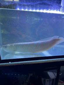 ikan kelisa umur 2 tahun