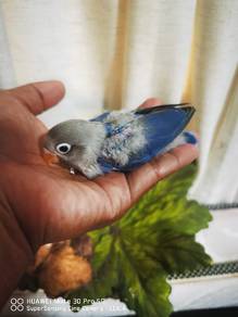 baby lovebird violet 