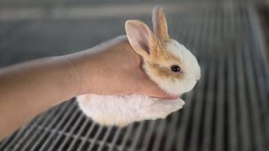 local bunny