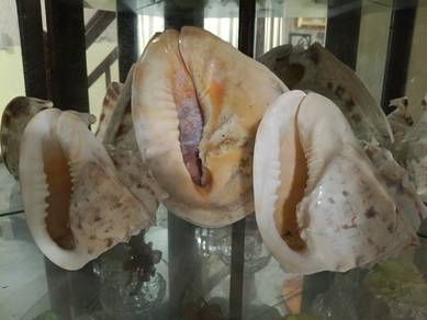 siput laut, shell,cengkerang siput laut besar 
