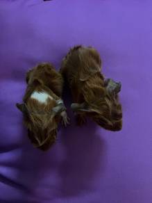 Baby Guinea Pig