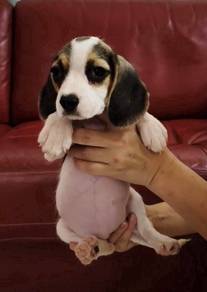Beagle MKA Cert High Quality puppy