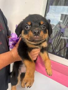 rottweiler 