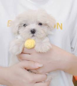 Maltese