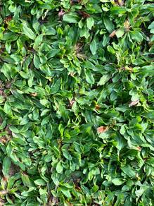 Rumput hias