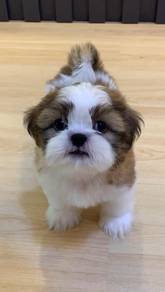 A36 Tiny Shih Tzu Puppy