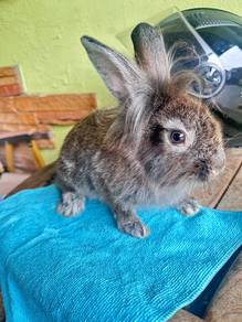Lionhead mix rabbit
