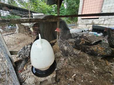 Ayam Kampung 