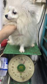 Pomeranian FemaleF-395Dob : 12-05-26