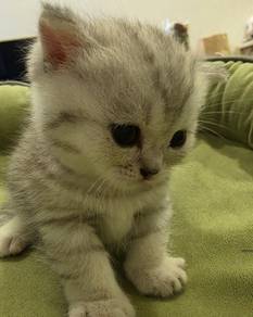 Original Munchkin rehome