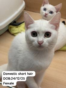 Domestic Short Hair Untuk Dijual !!