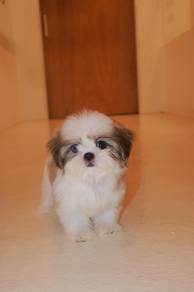 E16 Tiny Shih Tzu Dog
