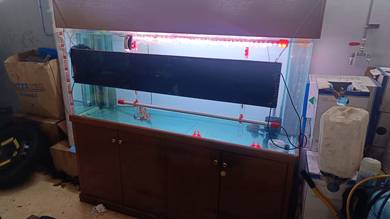 Red Arowana Kapuas