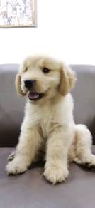 Golden retriever mka and chip