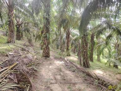 Agricultural Land in Kuala Pilah, NSN