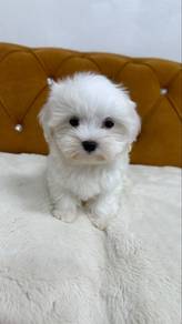 Maltese