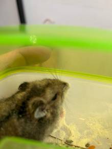 Winter White Hamster
