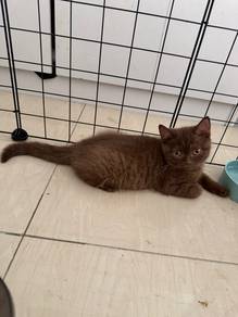 BSH Chocolate Carry Cinnamon Female