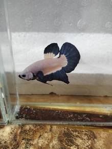 ikan laga betta fish