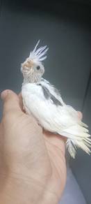 burung jinak manja