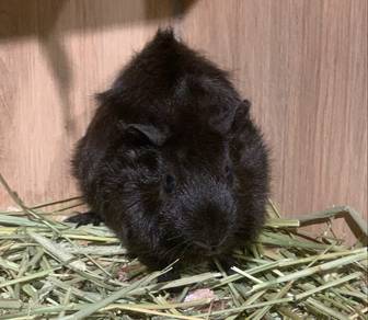 Abyssinian Guinea Pig Female