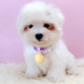 Maltese