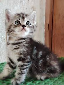 American Shorthair