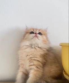 BLH British Longhair Golden NY12 boy