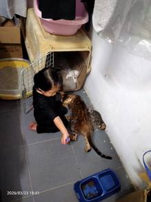Bengal kitten for sale