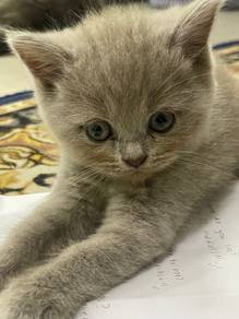 Bsh Mix BLh