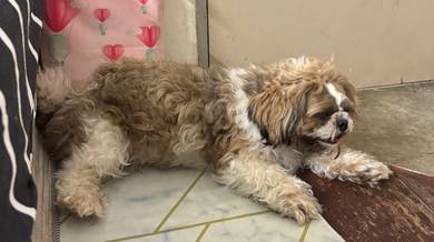 Shih Tzu for sale 