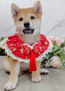 Shiba Inu