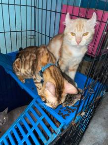 cats