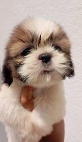 Shih Tzu Puppy 