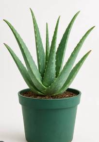 Pokok Aloe Vera Untuk Dijual