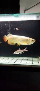 Arowana MGBB
