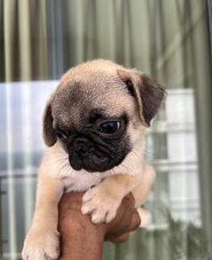 Cute & adorable Pug puppies available!