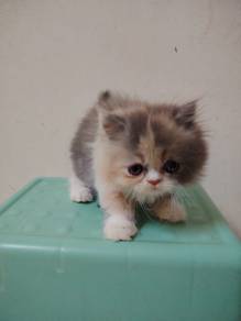 ELH Exotic Long Hair cat kitten kucing