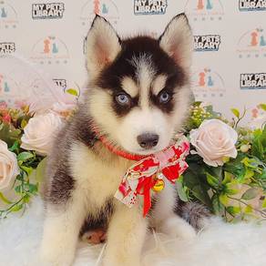 Husky
