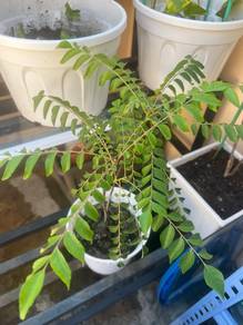 anak pokok kari kampung ( curry leaves)