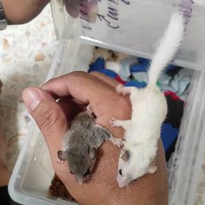 Dormouse